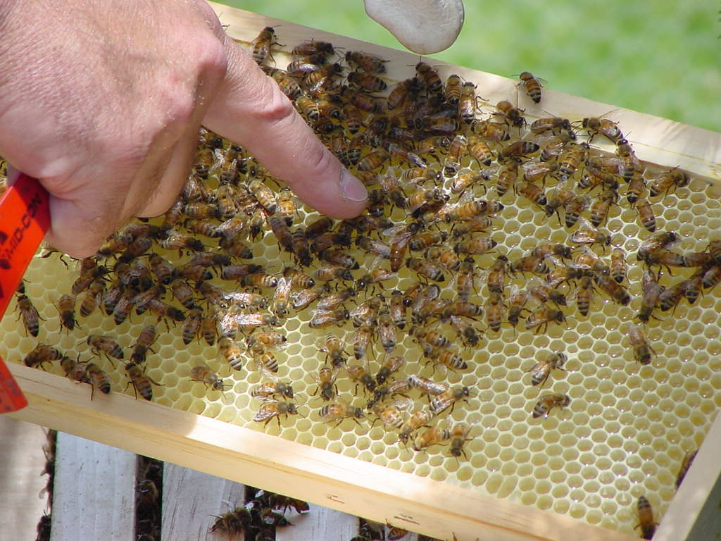 First Chelsea Michigan Area Bee Club meeting scheduled