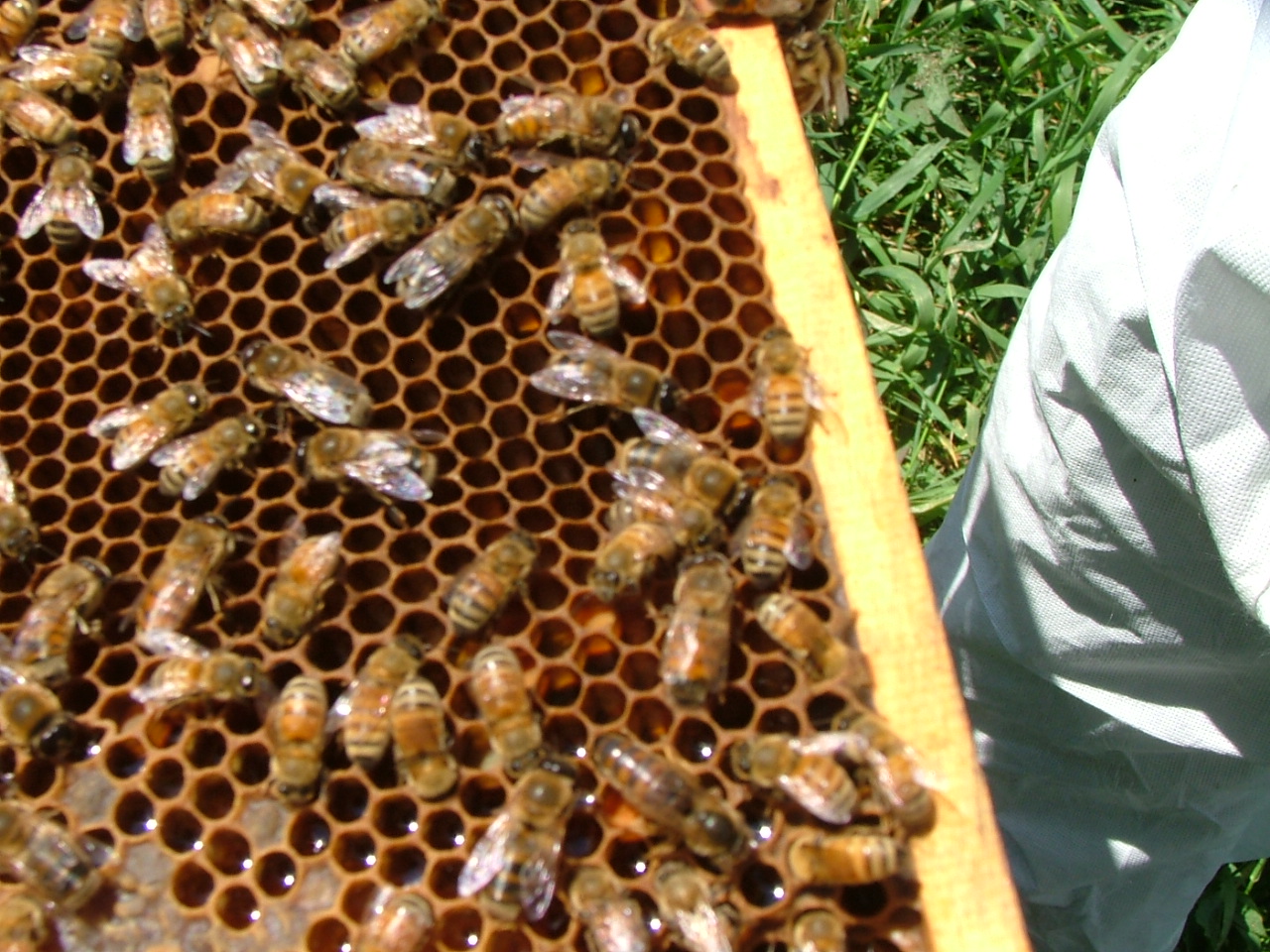 The Wooster 2018 Bee conference. Varroa mites are killing your hives