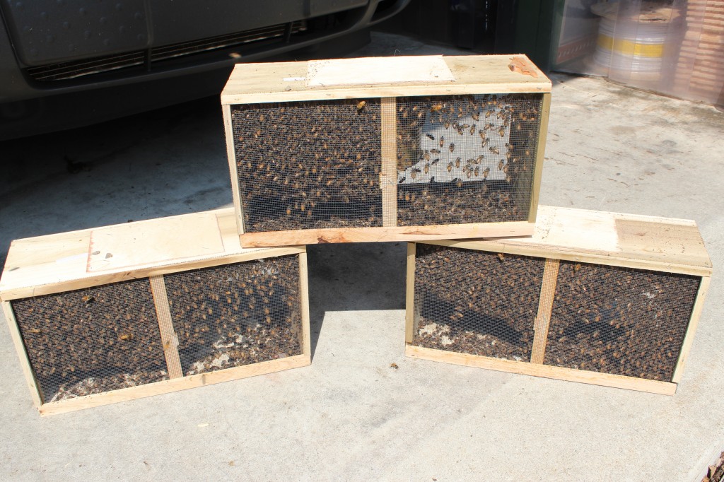 package bees